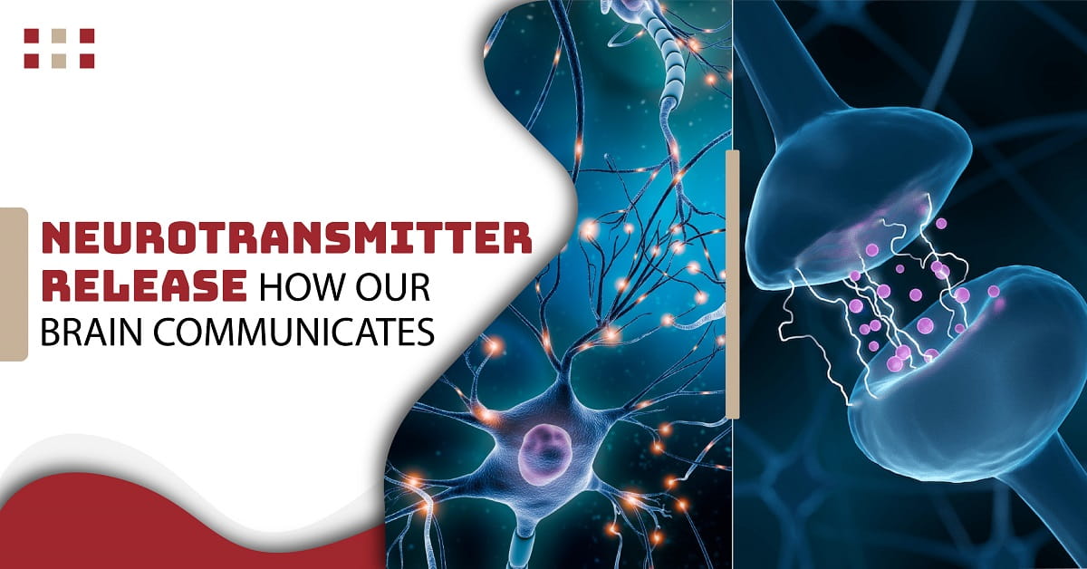 Neurotransmitter Release: How Our Brain Communicates