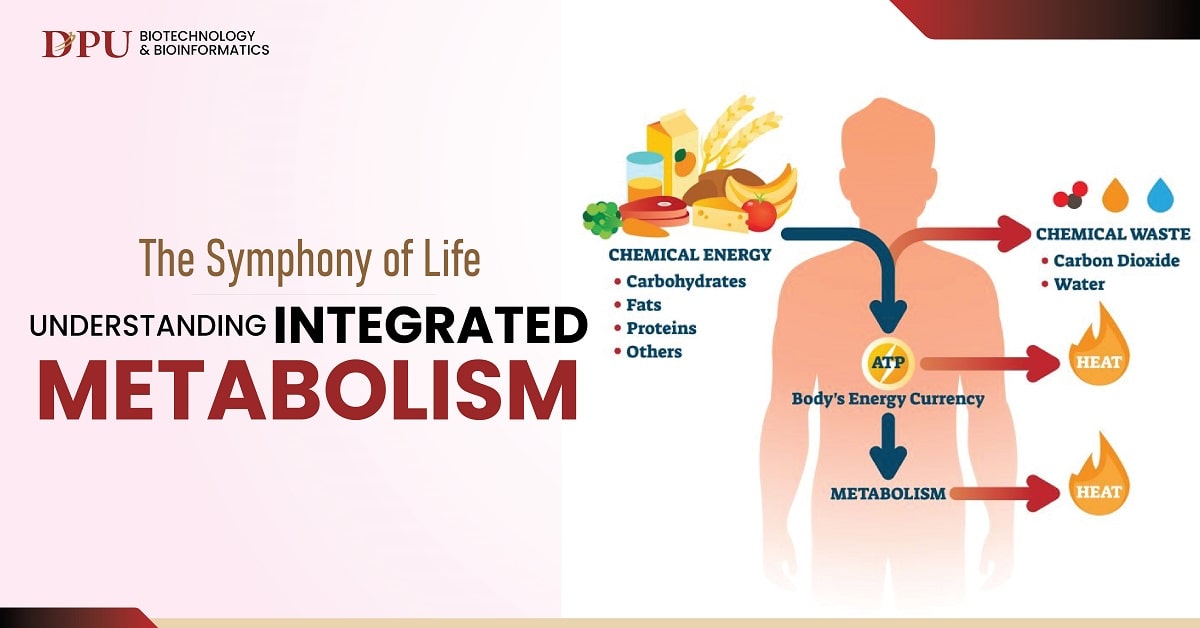 Symphony of Life: Understanding Integrated Metabolism