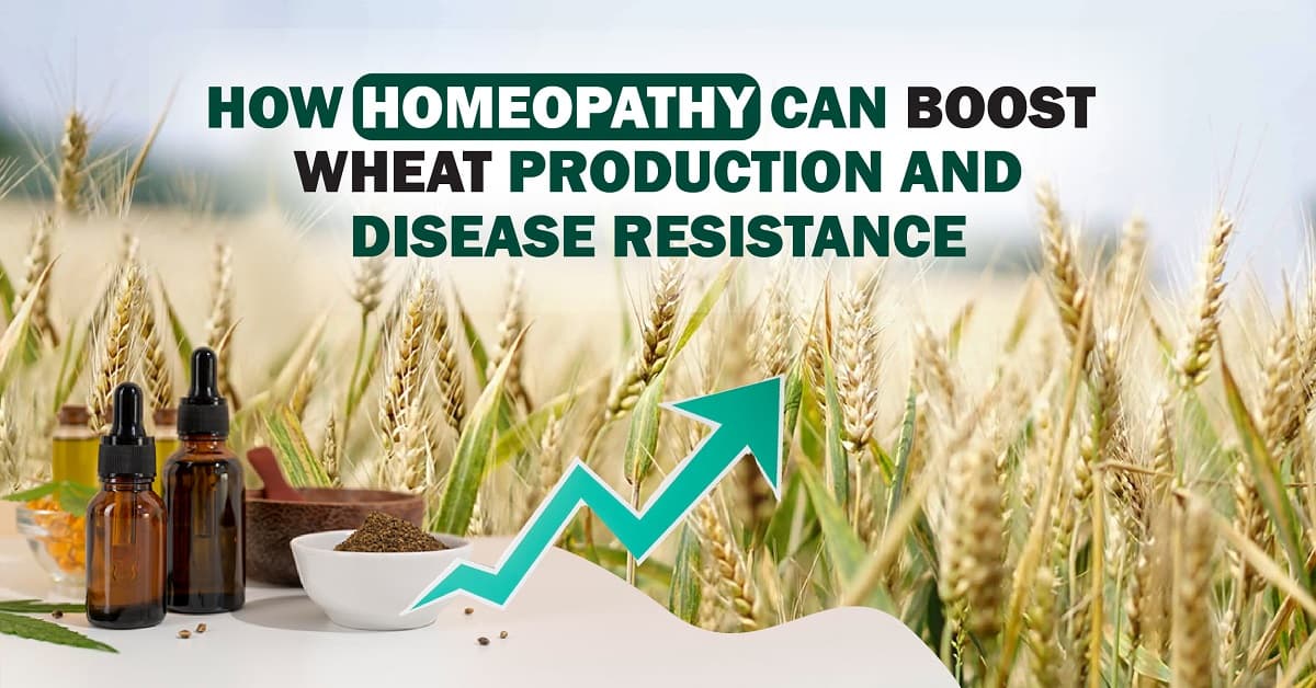 How Homeopathy Can Boost Wheat Production and Disease Resistance