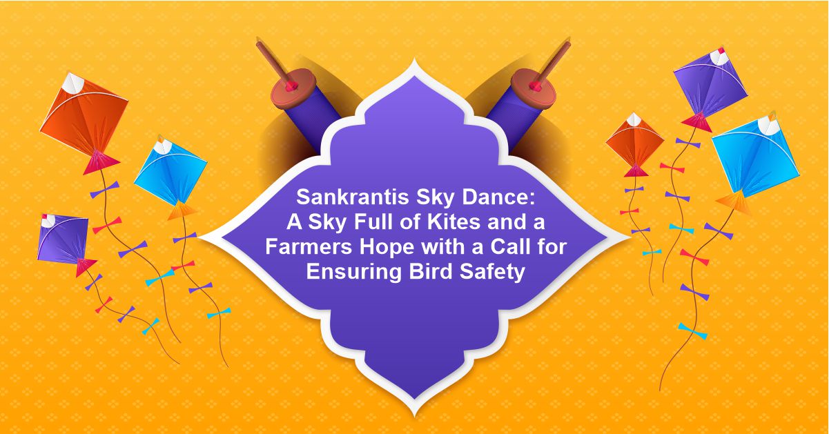 Sankranti's Sky Dance a Sky Full of Kites and a Farmer's Hope With a Call for Ensuring Bird Safety