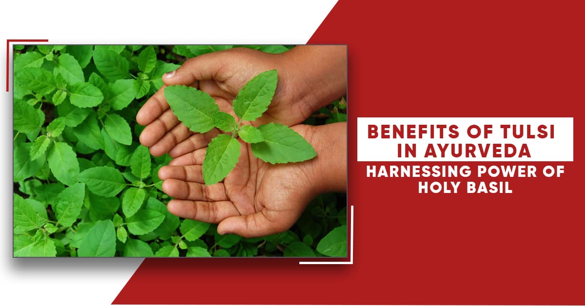 Benefits of Tulsi in Ayurveda: Harnessing Power of Holy Basil
