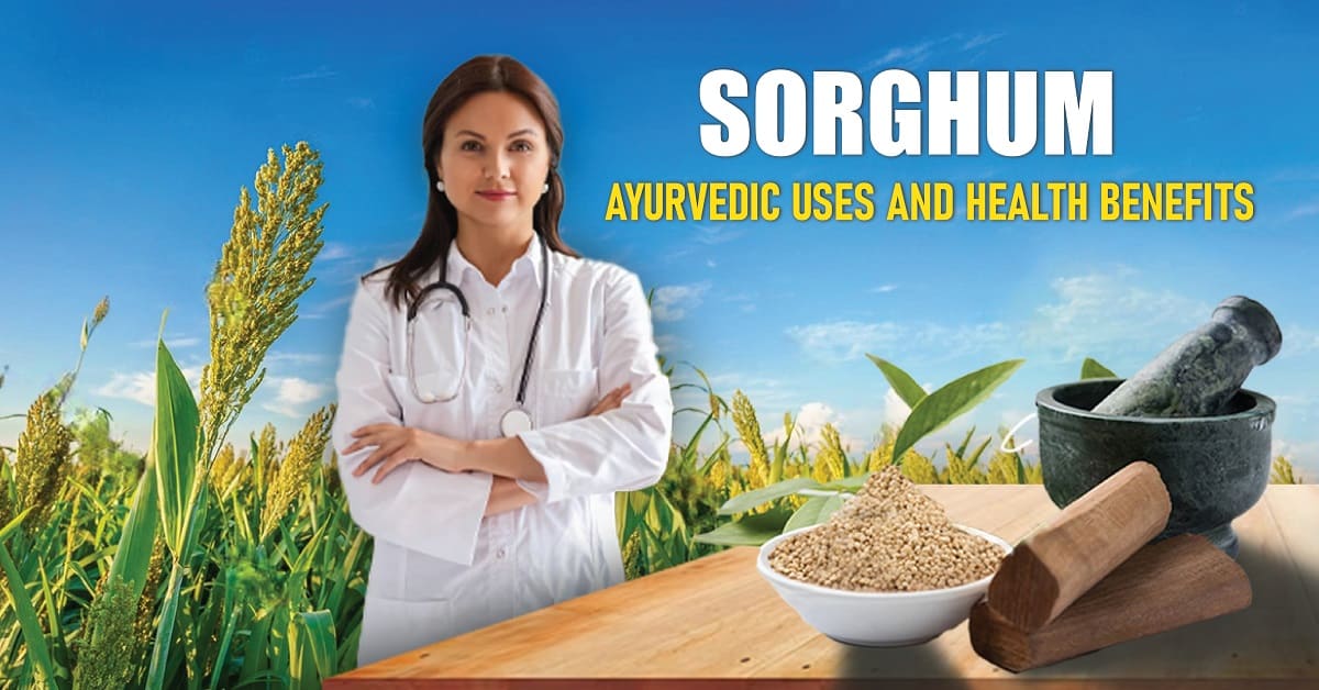 Sorghum: Ayurvedic Uses and Health Benefits
