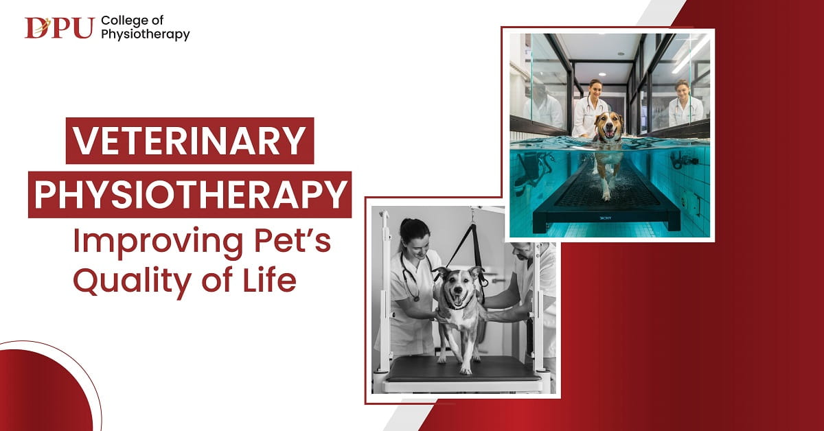 Veterinary Physiotherapy: Improving Pet's Quality of Life